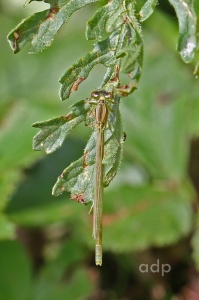 Common Blue Damselfly teneral ( Enallagma cyathigerum) Alan Prowse